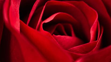 Download Wallpaper 1366x768 Rose Red Close Up Petals Flower Macro
