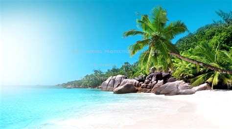 Tropical Beach Ocean Palm Waves Tree Sun
