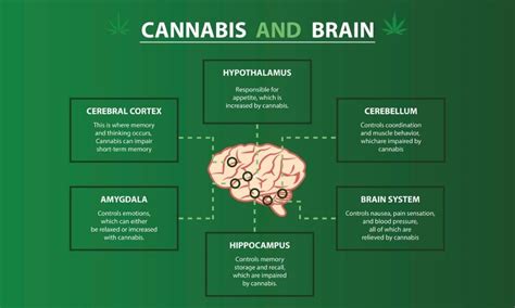 How Does Thc Affect The Brain Buzz Delivery