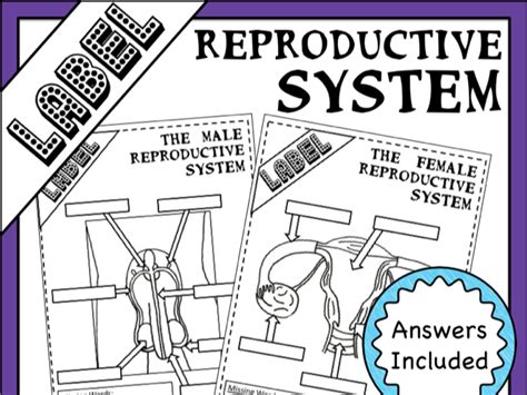 Label Reproductive Systems Male And Female Teaching Resources