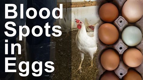 Blood Spots In Chicken Eggs Youtube