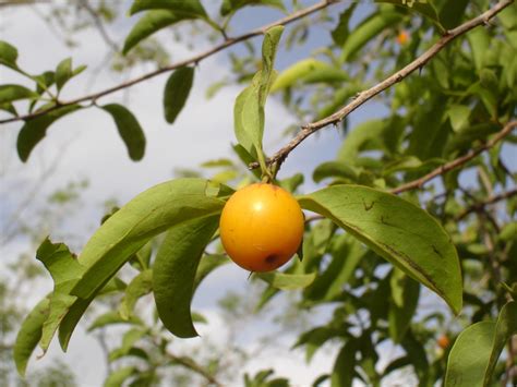 West African Plants A Photo Guide Ximenia Americana L