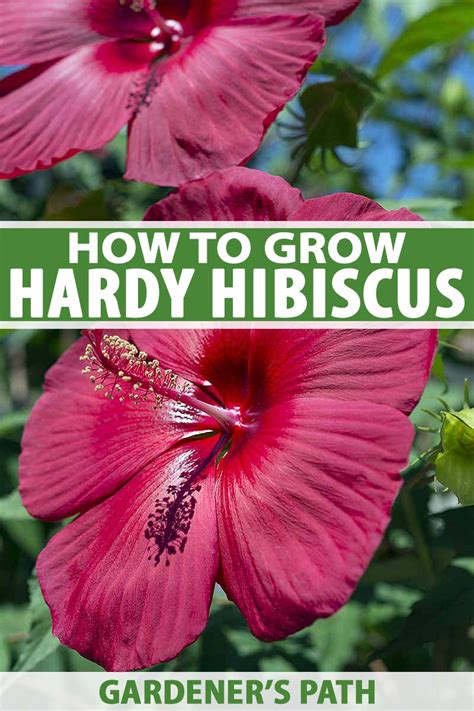 How To Grow And Care For Hardy Hibiscus Flowers 2023