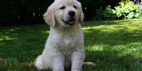 Characteristics, history, care tips, and helpful information for pet owners. About - Northwest Goldens, Breeder of Golden Retrievers