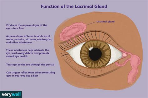 Lacrimal Gland Anatomy Function And Tests