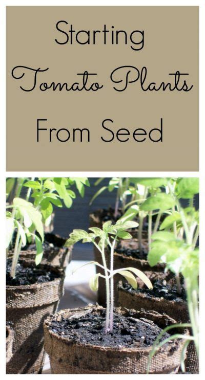 Read To Find Out How To Start And Grow Your Own Tomato Plants From Seed
