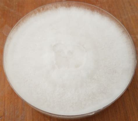 Any interruption to asic's online services will be listed here. Landscape Morel Petri Dish