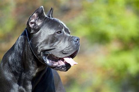 Female black widow spiders can attack humans when they are provoked. Dog bite statistics & info on Cane Corso | Dog Expert