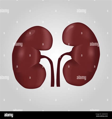 Kidney Of Human Urological System Realistic Design Isolated