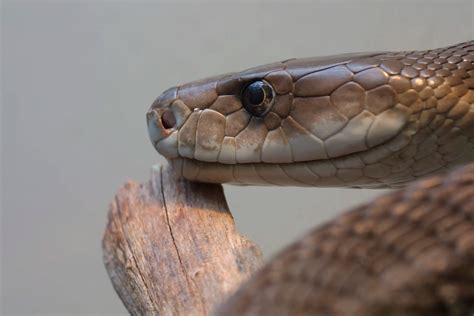 Woman Airlifted To Hospital After Suspected Black Mamba Snake Bite