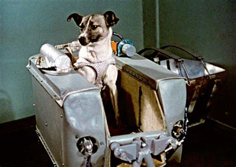 Only small stray mutts like laika were trained for space, since they were believed to be more adaptable to harsh conditions, and they took up less space. Heartbreaking Photographs of Laika the Soviet Space Dog