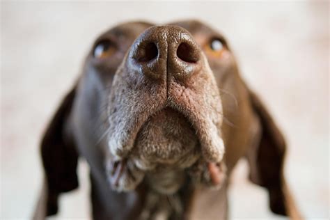 What Does Dry Nose Mean On A Dog