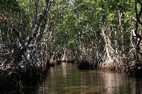 5 Hutan Mangrove Terluas Di Dunia Termasuk Indonesia