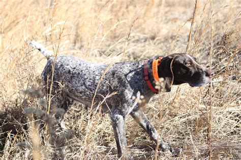 Here Are 5 Of The Best Hunting Dog Breeds Outdoorhub