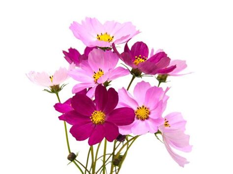 Cosmos Sensation Mix Flower Seeds Heirloom And Bulk