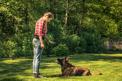 5 Awesome Reasons To Become A Successful Dog Trainer Times Square