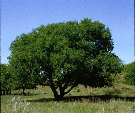 Southern California Coastal Trees Climate Ready Trees