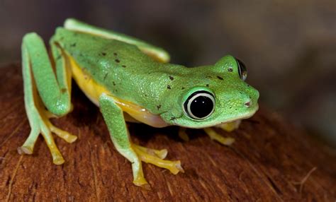 Animals with most incredible eyes. Lemur tree frog | Smithsonian's National Zoo