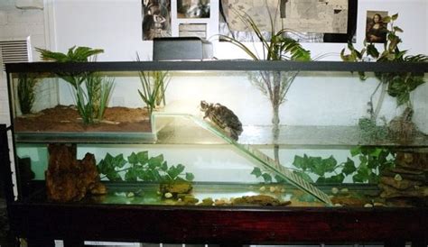 Realize that a turtle aquarium or tank is not there are some accessories that are very important for any turtle aquarium. 104 best images about Turtle Aquarium on Pinterest ...