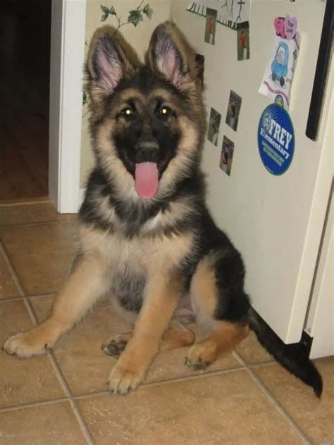 Where To Find King Shepherd Puppies For Sale Dogable Shepherd