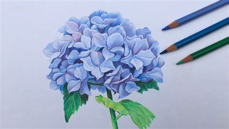How To Draw A Hydrangea Flower In Color Pencils Flower Painting In