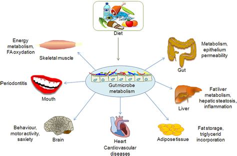 Effect Of Gut Microbiota Metabolome On Organs And Tissues Download