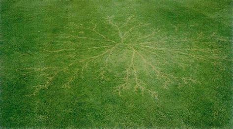 What are Lichtenberg Figures, and how are they Made?