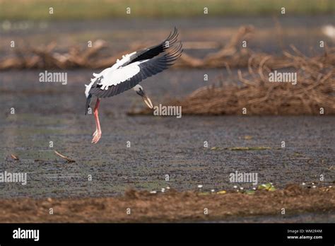 Flying Ground Hi Res Stock Photography And Images Alamy