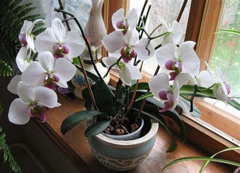 Орхидеи: уход в домашних условиях, их рост в природе, и как правильно ...