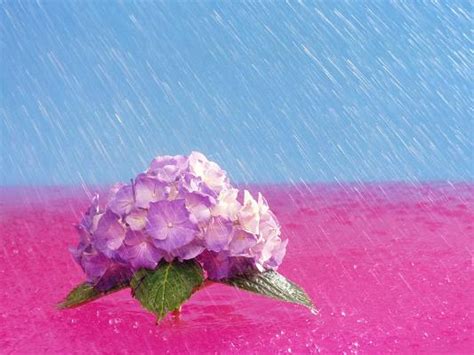 Jan 04, 2021 · the april birth flowers are the daisy and the sweet pea. Chinonets Cuppies: April Showers Bring May Flowers