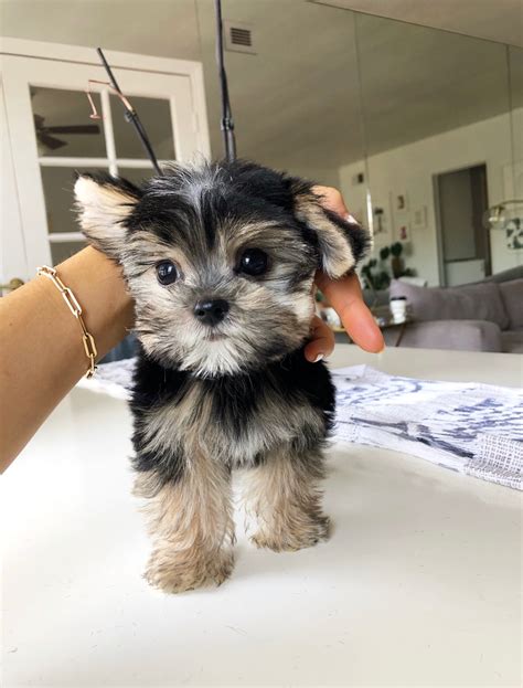 Maybe you would like to learn more about one of these? Teacup Yorkie/Maltese Morkie Puppy for sale! | iHeartTeacups