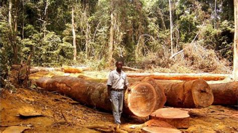 Cameroon Steps Up Reforestation Efforts — But Forest Loss Continues