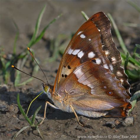 Lesser Purple Emperor Photos Lesser Purple Emperor Images Nature