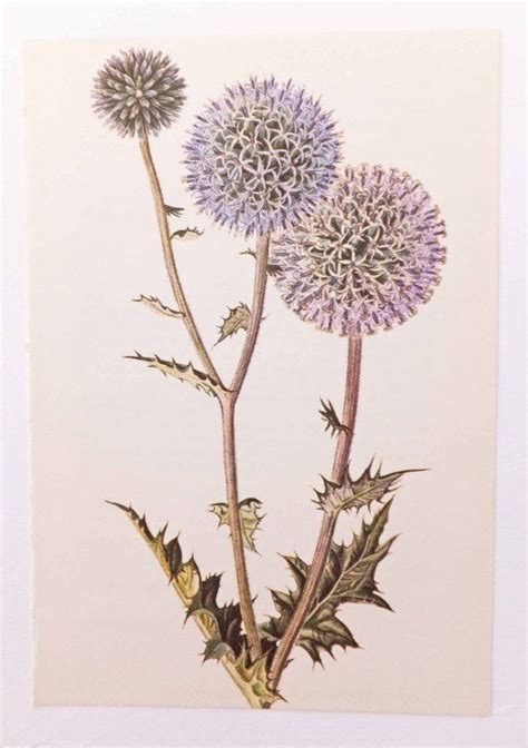 Globe Thistle Vintage Flower Picture Botanical Print Etsy