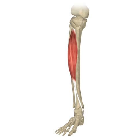 The Tibialis Anterior Muscle