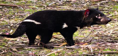Thousands Of Tasmanian Devils Are Dying From Cancer But A New Vaccine