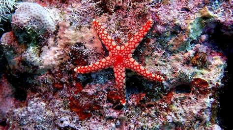 ¿cómo se reproducen las estrellas de mar