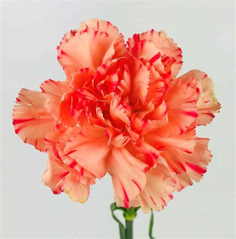 Carnation Images Carinewbi