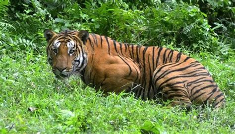 Selain itu,ada juga haiwan yang mempunyai dua organ pernafasan seperti: 'Rama' The Tiger Dies, Animal Activist Accuses Delhi Zoo ...