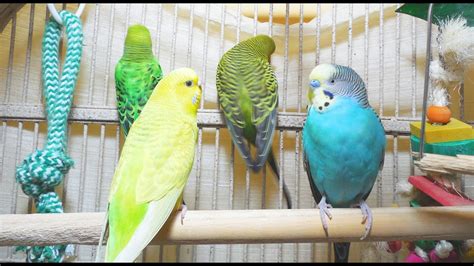 3 Hr Help Quiet Parakeets Sing Playing This Cute Budgies Chirping