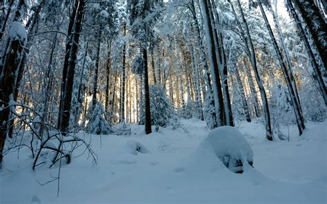 Download Wallpaper 1920x1200 Forest Snow Winter Pines Trees Snowy
