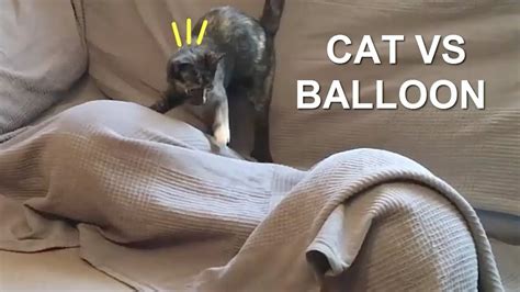Cat Vs Balloon With Luna Y Estrella Funny Cats Shorts Videos 1 Youtube