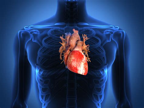 Ia dibawa oleh sejenis pembawa yang dikenali sebagai lipoprotein. Kadar Degupan Jantung Semasa Bersenam