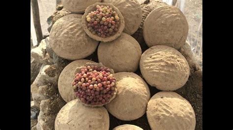 Kangina This Traditional Afghan Method Of Keeping Fruit Fresh Will