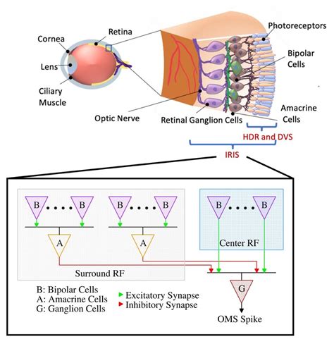 Retinal Circuit For Object Motion Sensitivity Embedded Inside