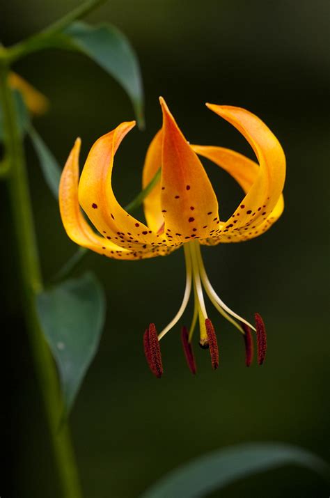 Turks Cap Lily Shot In The Great Smoky Mountains Bernie Kasper Flickr