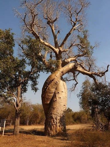 Baobab Amoureux Baobabs In Love Weird Trees Unique Trees Baobab Tree