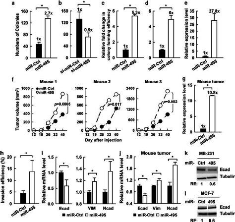 mir 495 expression results in oncogenic outcomes in both cell lines and download scientific