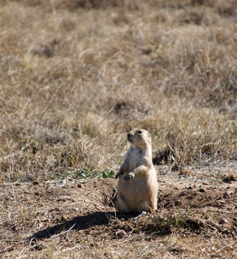 120 Prairie Dog Colony Stock Photos Pictures And Royalty Free Images