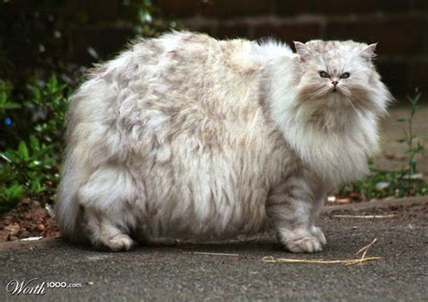 We did not find results for: Bow to My Meow: The Fluffiest Cat Breeds EVER